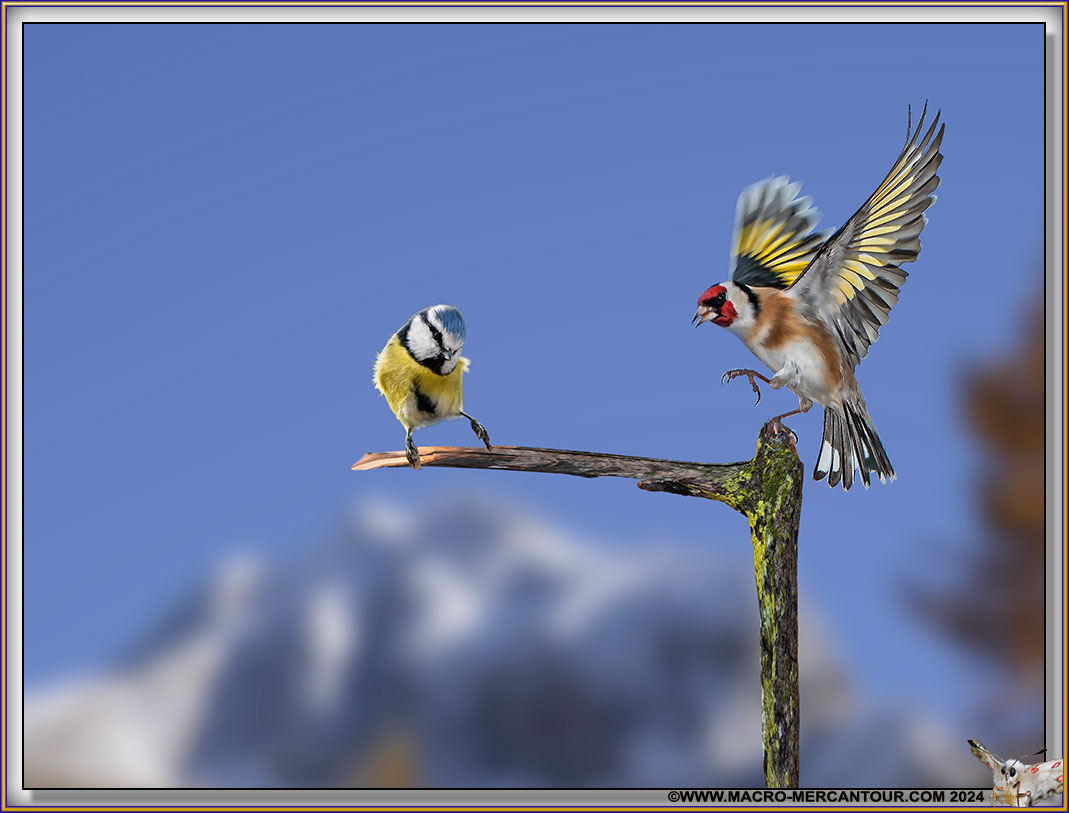 Chardonneret élégant